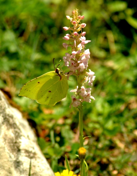 Gonepteryx rhamni